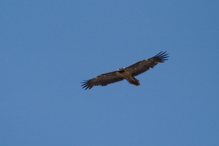 Steinadler - Golden eagle