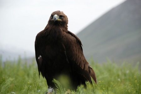 Steinadler - Golden eagle