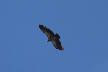 Steinadler - Golden eagle