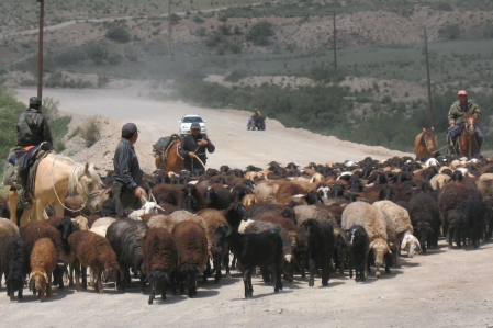 Goats - Sheep - Argali - Mountain sheep