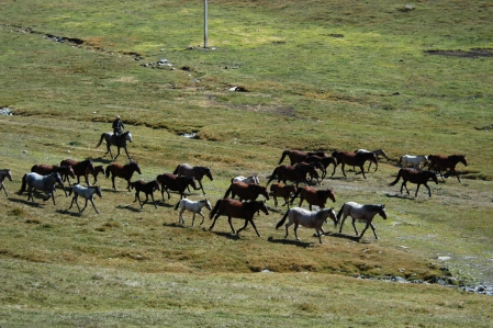 Kyrgyz Horses