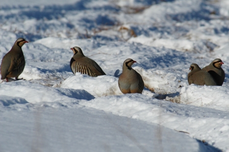 Pheasant - Chukar partridge