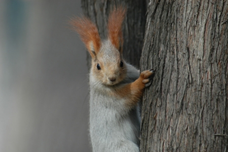 Eichhörnchen - Squirrel