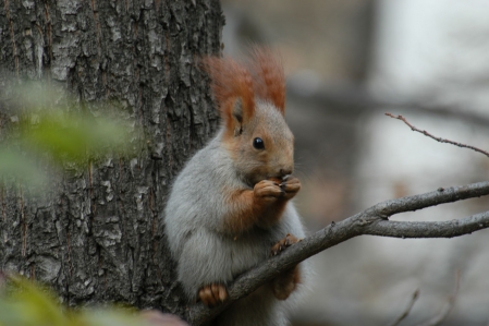 Eichhörnchen - Squirrel