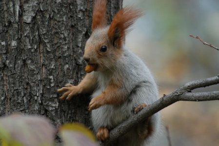Eichhörnchen - Squirrel
