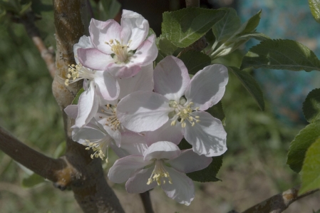 Apfelblüten - Apple blossoms
