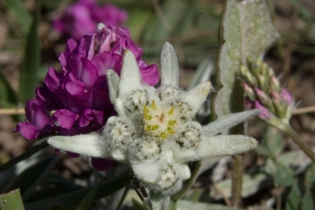 Alpen Edelweiss