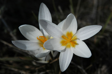 Kirgistan - Weisse Alpen Blume