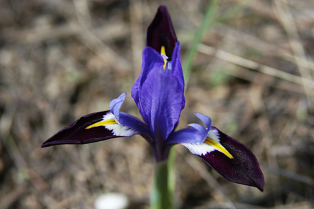 Kyrgyzstan - blue Alpine lily (lilium)
