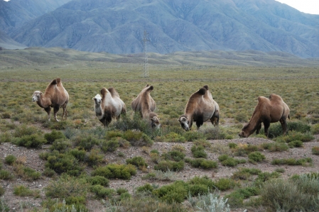 Camels