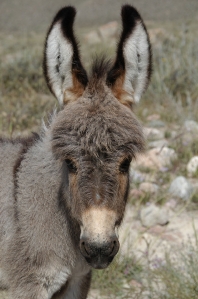 Asian Donkey