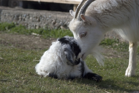 Goats - Sheep - Argali - Mountain sheep
