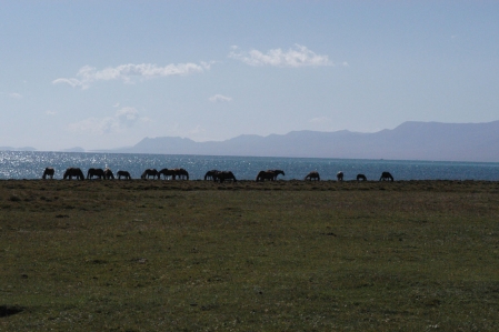 Kyrgyz Horses