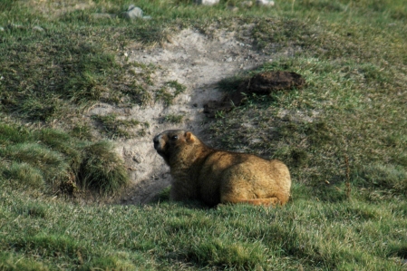 Murmeltier - Marmots