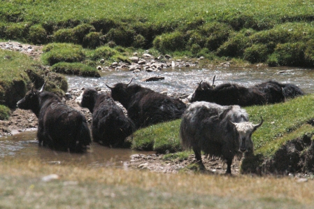 Yak (Bos Mutus)