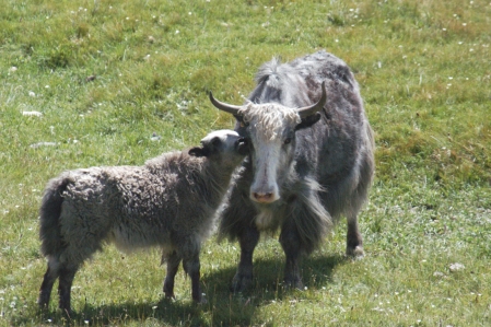 Yak (Bos Mutus)