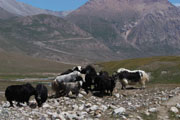Tosor Ashuu Pass (3,893 m)
