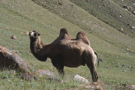 Silk road - Kyrgyz Camel
