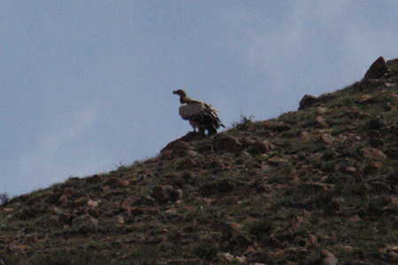 Kyrgyzstan - Griffon vulture (Gyps fulvus)